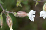 Bladder campion